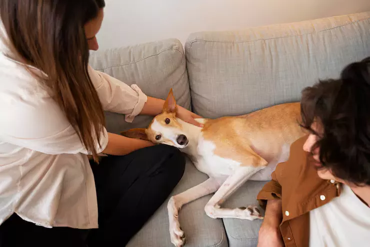 大型犬居家照護與主人互動情境，日常陪伴與健康觀察