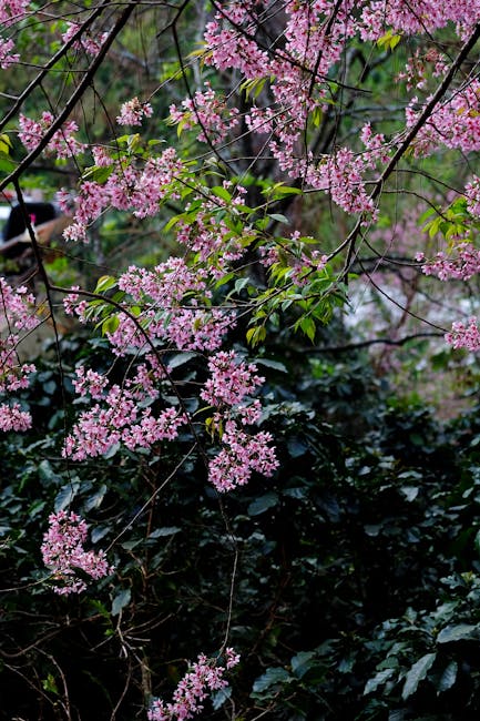 桃園旅遊,賞花旅遊,花海旅遊,桐花季,2026桃園桐花祭,2026桃園桐花祭活動主視覺