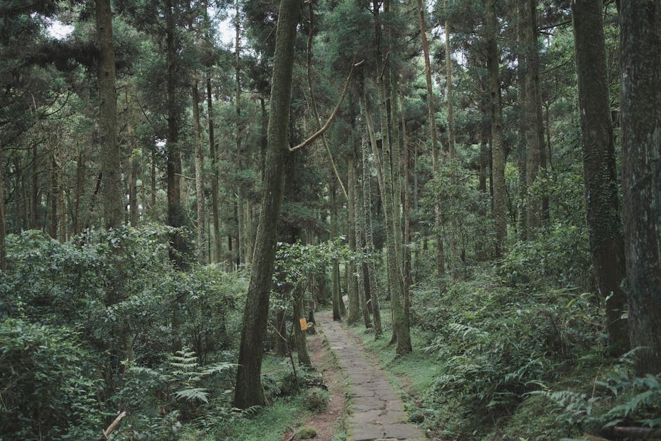 台東森林公園,琵琶湖美景,台東旅遊景點